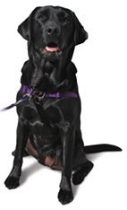 [Australia] - SENSE-ation No-Pull Dog Harness - Black Medium/Large (Narrow) 
