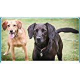 [Australia] - Sparky Pet Co - 1" Quick Snap Double Buckle Replacement Dog Collar Black 