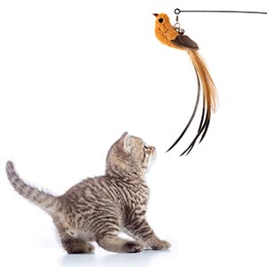 EASY JOY Interactive cat toy feathers, cat fishing feather, hummingbird cat toy set contains 6 feather toys for cats + 2 cat fishing rods + 1 suction cup (9 pieces)... suction cup style - PawsPlanet Australia
