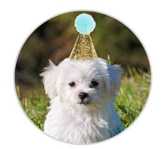 2 Pcs Pet Birthday Sequin Cone Hat for Pets Party Decoration Supplies - PawsPlanet Australia