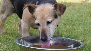 HB Bowl Standard Stainless Steel Large Size Dog and Cat 9 inch Bowls ~ Metal Food and Water Dish, 1900 ml / 64 Oz ~ 1 Pack (Sticker Free) - PawsPlanet Australia