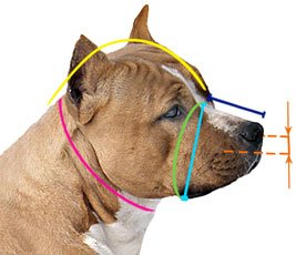 Light Genuine leather Dog Muzzle for Staffordshire Bull Terrier Staffy, Staffie and others (Black Leather, AS0) Black Leather - PawsPlanet Australia