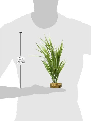 [Australia] - Sword Plant for Aquarium Green 