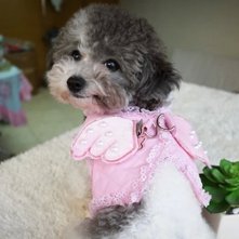 Pet Palace Pink (Large) Little Angel Dog or Puppy Wings Harness and Lead Set with FREE flashing LED Safety Light Collar Tag Large - PawsPlanet Australia