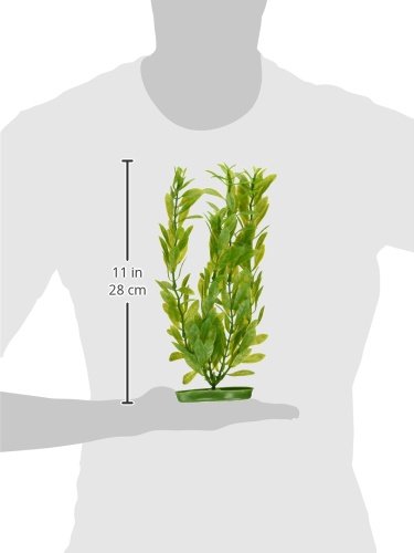 [Australia] - Marina Aquascaper Hygrophila Large Plant, 12-Inch 