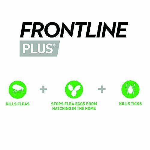 Frontline Spot On For Cats (Plus-For Cats) - PawsPlanet Australia
