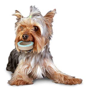 Omega Paw Dental Ring Solutions Toy Dog - PawsPlanet Australia