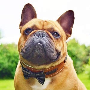 [Australia] - Bestia "Bowtie Dog Collar, Leather, Bulldog Deisgn, 2 inch Wide, Soft Padded, S or M Size, Handmade in Europe! S- fits a neck of 13.8 - 16.7 inch 