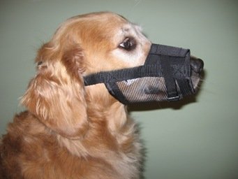 Adjustable Dog Grooming Groomers Muzzle SET (x-small, small, medium, large, and x-large) - 5 TOTAL MUZZLES, by Pet Supply City - PawsPlanet Australia