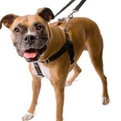 [Australia] - 2 Hounds Design Freedom No-Pull No Leash Harness Only, 1-Inch, Medium, Black 