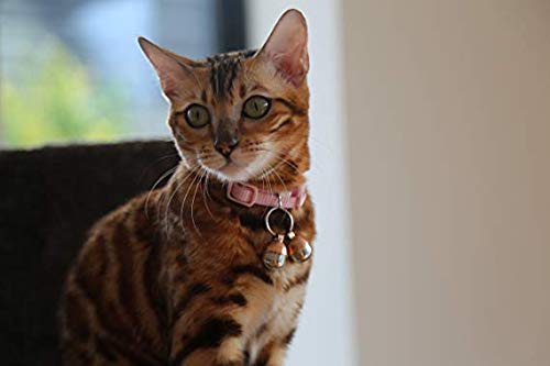 Beau's Bells 2 Extra Loud Cat & Dog Bells | Pet Tracker | Save Birds & Wildlife | Luxury Handmade Copper Small - PawsPlanet Australia