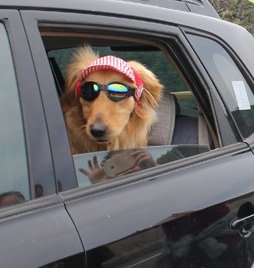 Fashionable Pet Dog Outdoor Cap Baseball Travel Hat - Summer Sun Protection Winter Warm Cap for Small Medium Large Dogs Blue Strip - PawsPlanet Australia