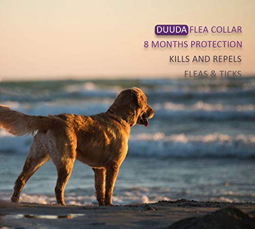 [Australia] - Duuda Dog Flea and Tick Collar - 8 Months Continuous Protection and Prevention - Waterproof and 100% Natural Essential Oil Extract - Adjustable for All Breeds and Size - 2 Pack 