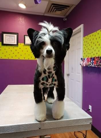 [Australia] - CRAZY LIBERTY Dog Hair Dye Turquoise 