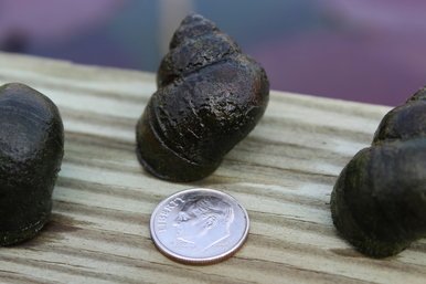 [Australia] - Toledo Goldfish Live Trapdoor Snails for Ponds, Aquariums or Tanks – USA Born and Raised - Live Arrival Guarantee 50 Count 