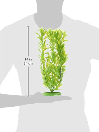 [Australia] - Marina Aquascaper Hygrophila Plant, 15-Inch 