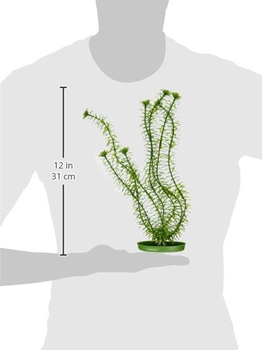 [Australia] - Marina Aquascaper Anacharis Large Plant, 12-Inch 