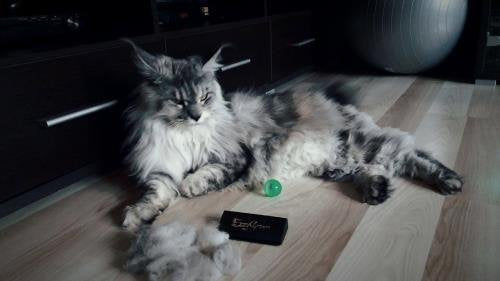 EzzyGroom Dog Brush Ezzy Cat Brush Fur Brush Hit Grooming Dog Comb - PawsPlanet Australia
