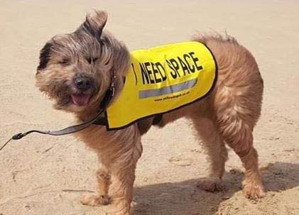 Yellow Dog UK Dog Vest - I NEED SPACE (Extra Small) Extra Small - PawsPlanet Australia
