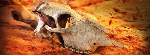 Exo Terra Terrarium Decor Buffalo Skull - PawsPlanet Australia
