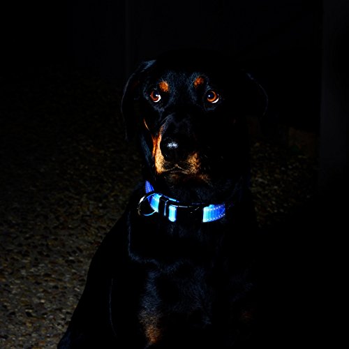 [Australia] - Rogz Utility Large 3/4-Inch Reflective Fanbelt Dog Collar Blue 