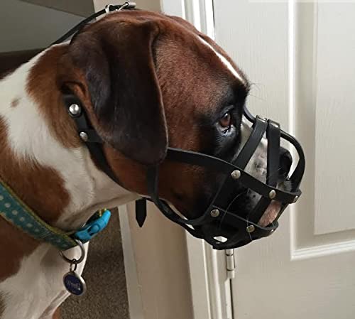 L&J Pets Uk New Light leather Dog Muzzle for Boxer and Other dogs with short snout (Black Leather, B1) (B1-4) Black Leather - PawsPlanet Australia