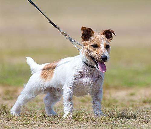 Metal Double Dog Leash Dog Leash Double Leash for 2 Dogs, 60 cm Double Dog Heavy Duty Steel Chain Lead Hiking Leash Double Metal Leash for Dogs Double Leash for Two Dogs Chain - PawsPlanet Australia