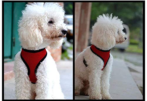 Vita Sharks Breathable Summer Dog Harness | Comfortable Air Mesh Vest No Pull Soft Padded Lightweight with Lead Clip in Large Medium Small Dog, Cat or Puppy (Medium) - PawsPlanet Australia