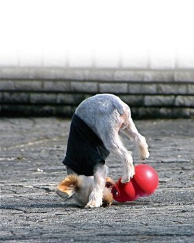 KONG Bounzer Dog Toy, Large, Red - PawsPlanet Australia