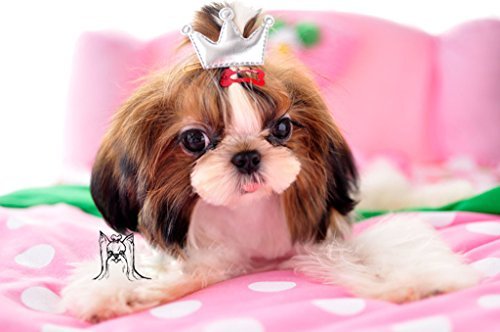 PET SHOW Cute 1" Small Bone Snap Hair Clips Pet Grooming Products Dog Cat Puppy Hair Accessories Random Color Pack of 20 - PawsPlanet Australia