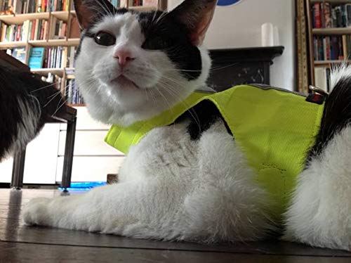 Mynwood Cat Jacket/Harness High Viz Kitten up to 8month - PawsPlanet Australia