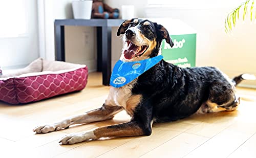 ALL FOR PAWS Chill Out Dog Ice Bandana, Instant Cooling Pet Bandana, Breathable Scarf Dog Cat Ice Collar for Summer, Blue (Small) Small - PawsPlanet Australia