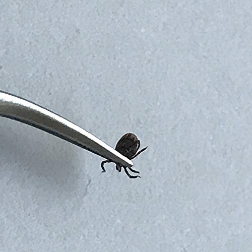 remos tick Tweezers with Curved tip 12 cm - PawsPlanet Australia