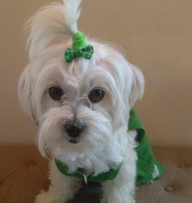 Chenkou Craft 50pcs/25pairs New Dog Hair Bows Clips Small Pet Grooming Products Mix Colors Varies Patterns Pet Hair Bows Dog Accessories - PawsPlanet Australia