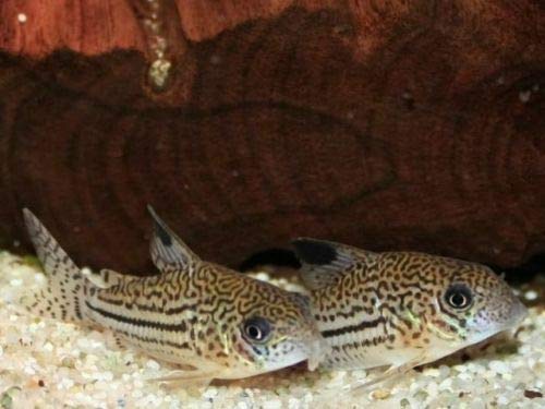 TM Aquatix Aquarium Sand Natural Fish Tank Gravel Plant Substrate (1kg, Light 2-3mm) 1kg - PawsPlanet Australia