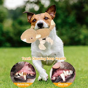 Cgyqsyk Dog Plush Toys, Interactive Squeaky Stuffed Dog Toys, Squirrel Shape Dog Chew Toy with Crinkle Paper Cute Durable Small & Medium Dogs Toys for Puppies Teething Reduce Boredom - PawsPlanet Australia