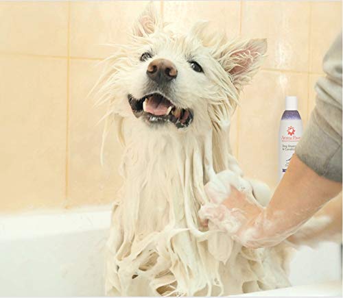 [Australia] - Aroma Paws Dog Shampoo – Cleansing Wash, Conditioning, Moisturizing – Toxin Free, Healthy Ingredients – Aromatic Grooming Puppy Shampoo – Tearless Cleaner, 13.5oz Lavender Chamomile 