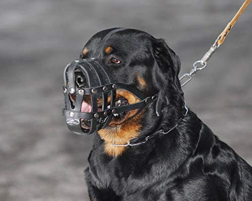 Light Genuine leather Dog Muzzle for Rottweiler ,Mastiff and other similar snout (Black Leather, M) Black Leather - PawsPlanet Australia