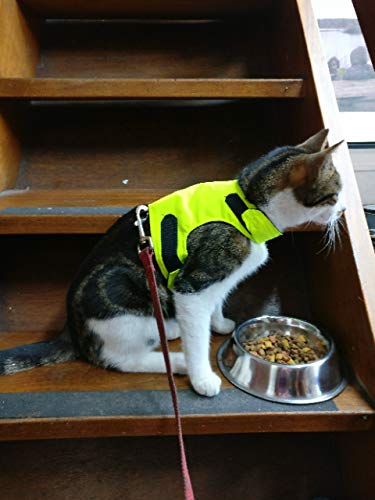 Mynwood Cat Jacket/Harness High Viz Kitten up to 8month - PawsPlanet Australia