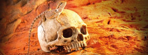 Exo Terra Terrarium Decor Primate Skull - PawsPlanet Australia