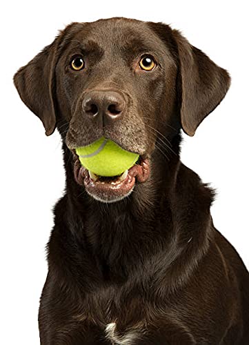 Kosma Set of 12Pc Tennis Dog Balls | Dog Toy Ball | Soft Rubber Tennis Balls for Beginners | Sturdy & Durable | Great for Lessons, Practice (With mesh carrying bag - Fluorescent Yellow) - PawsPlanet Australia