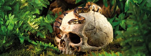 Exo Terra Terrarium Decor Primate Skull - PawsPlanet Australia
