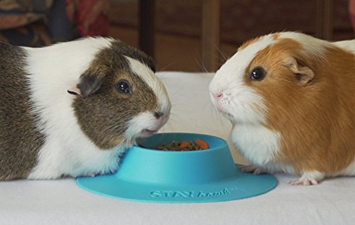 STAYbowl Tip-Proof Ergonomic Pet Bowl for Guinea Pig and Other Small Pets; 1/4-Cup Size; Sky Blue - PawsPlanet Australia