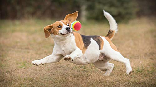 Pet Dog Toy Squeaky Balls,Chewing Durable Teething Latex Rubber Soft Fetch Play Toys with Rainbow Ball and Cute Funny Balls - PawsPlanet Australia