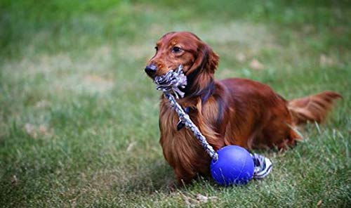 Jolly Pets Romp-n-Roll Rope and Ball Dog Toy 4.5 Inches/Small Blue - PawsPlanet Australia