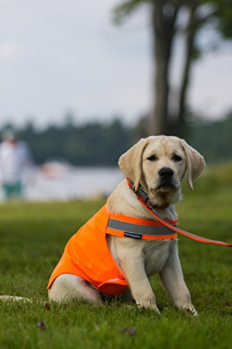 [Australia] - Dog Not Gone No Fly Zone Safety Vest for Dogs, Medium, Orange 