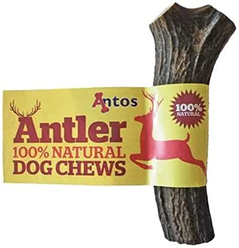 Antos Antler Dog Chew, Large (Shape may vary) - PawsPlanet Australia