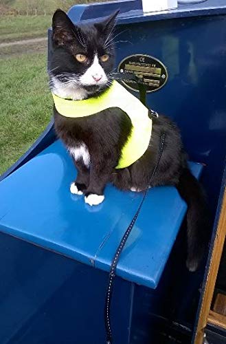 Mynwood Cat Jacket/Harness High Viz Kitten up to 8month - PawsPlanet Australia