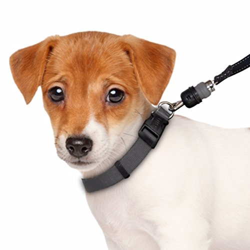 ThunderSnap Quick-Connect Dog Leash (Medium/Large, Black) Medium/Large (26-60 lbs) - PawsPlanet Australia