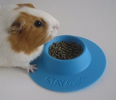 STAYbowl Tip-Proof Ergonomic Pet Bowl for Guinea Pig and Other Small Pets; 1/4-Cup Size; Sky Blue - PawsPlanet Australia